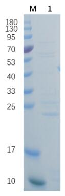 Reducing 12% SDS-PAGE analysis profile of purified scfv (CBB stained).